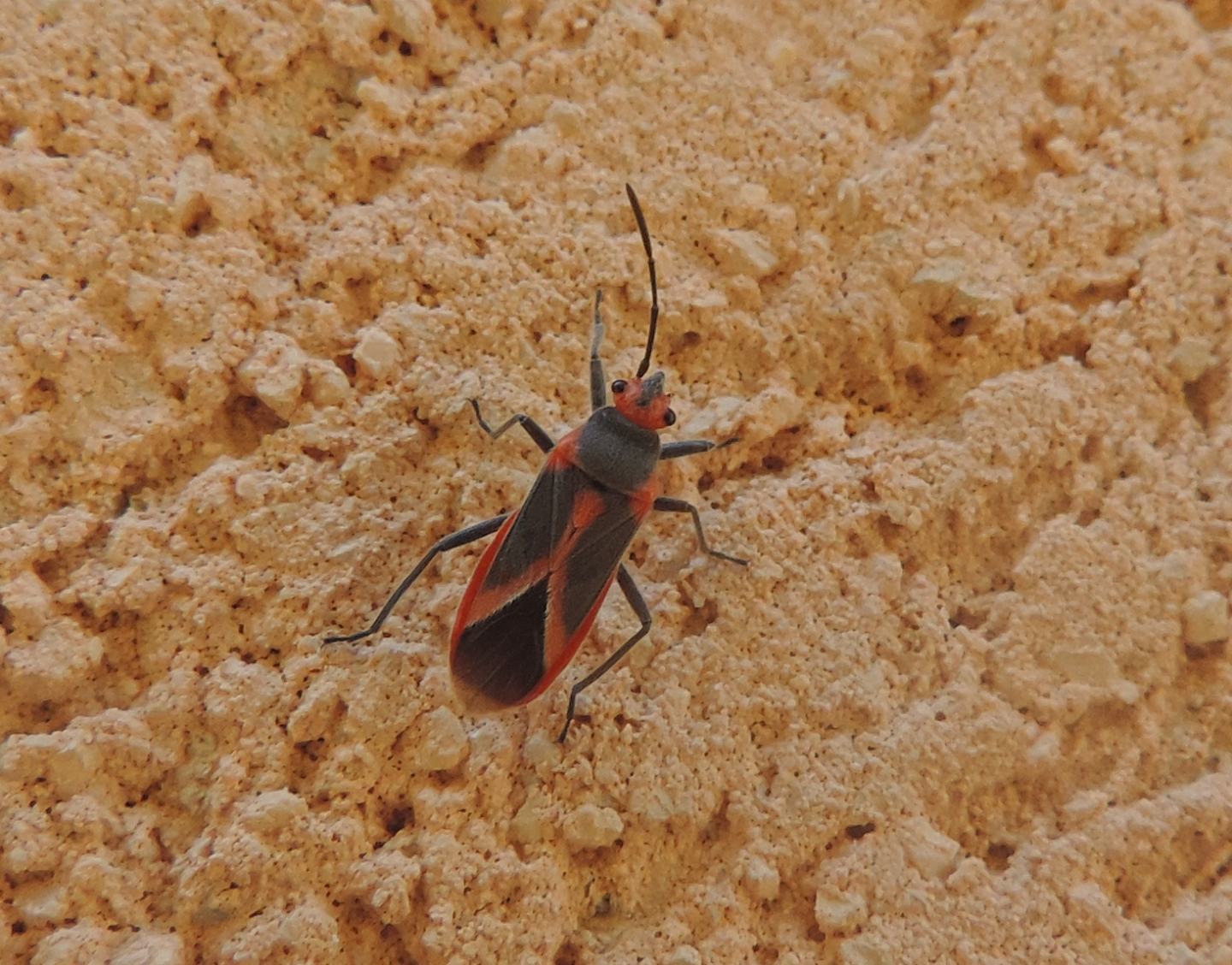 Lygaeidae: Caenocoris nerii dalla Liguria, nuova segnalazione?